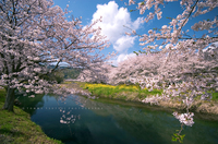 松崎町・那賀川、桜と菜の花