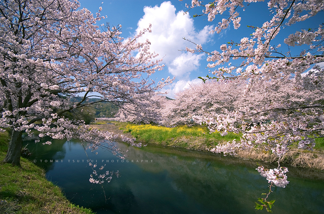 松崎町・那賀川、桜と菜の花