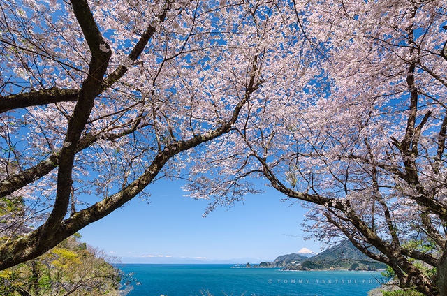 満開の桜に海と富士