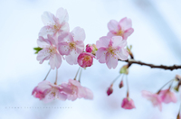 我が家の河津桜
