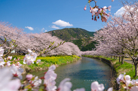松崎町・那賀川の桜並木