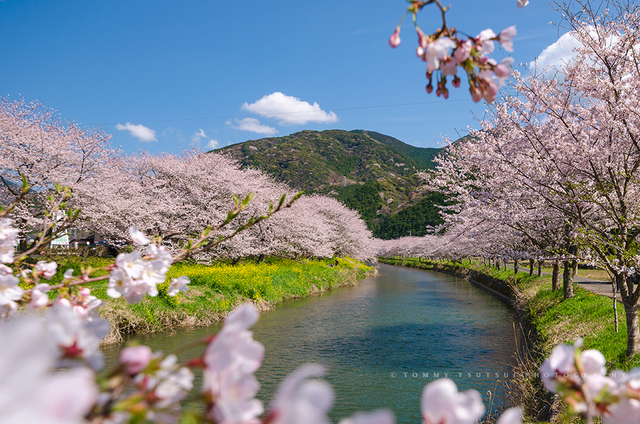 松崎町・那賀川の桜並木