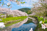 春爛漫・松崎町那賀川の桜