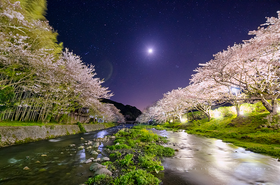 松崎町大沢・夜桜と星空